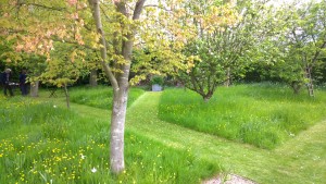 Meadow Orchard, Woodpeckers