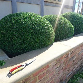 prune boxwood june