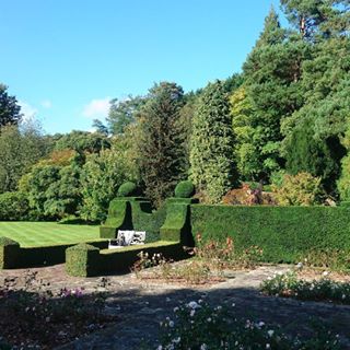 topiary design hedges