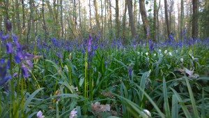 Blue Sea of Flowers