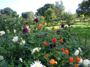 Cut Flowers