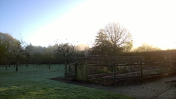 secateur pruning