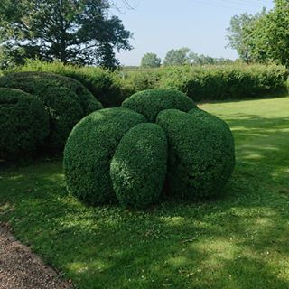 organic topiary blob