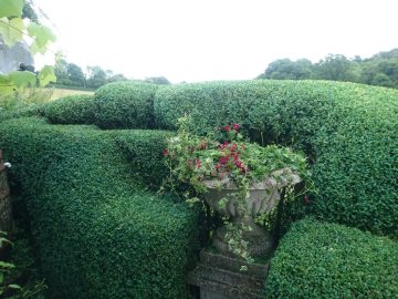 Topiary Maintain