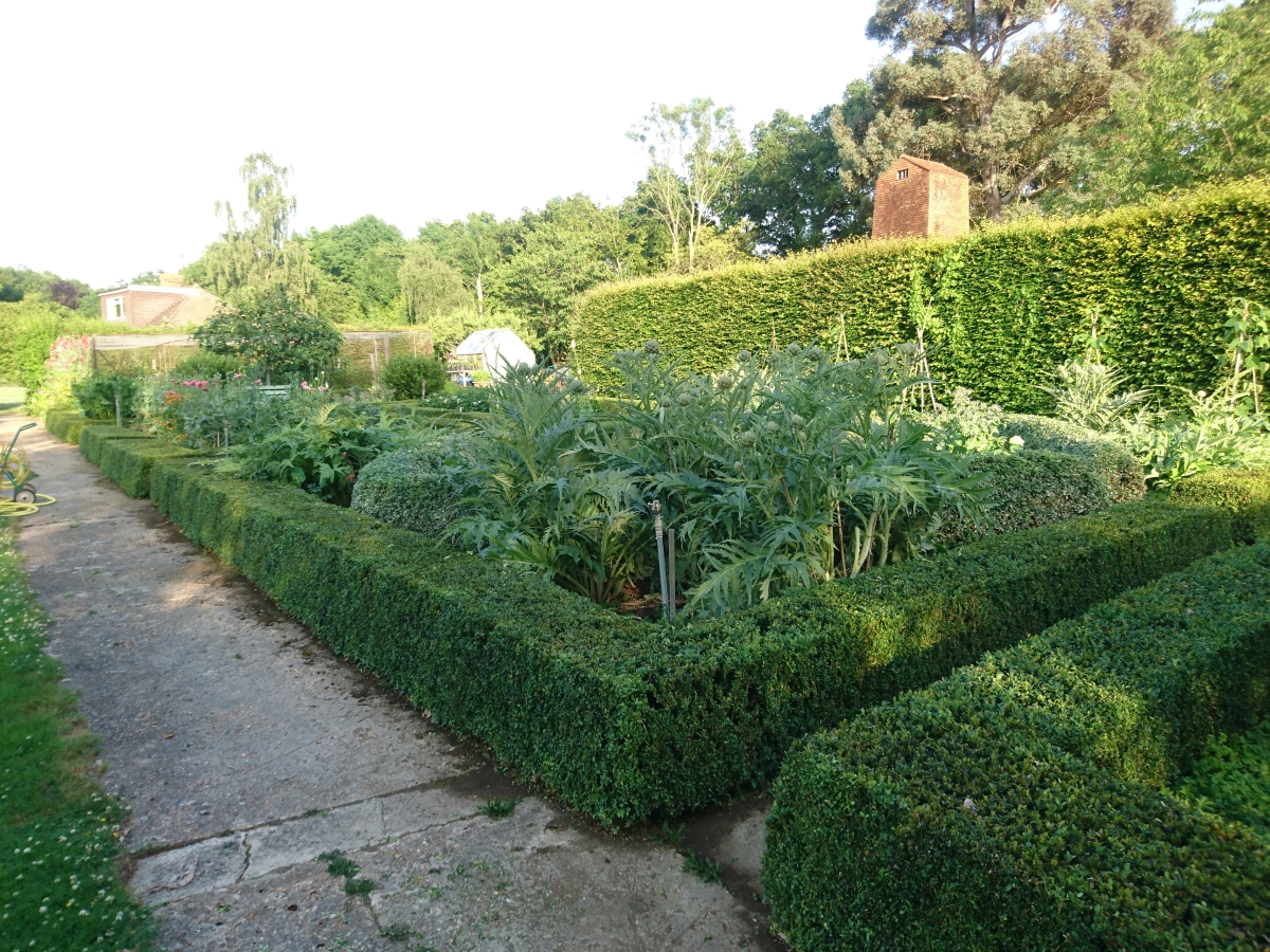 Topiary hedge maintenance