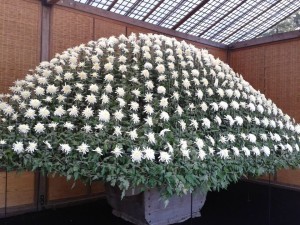 One Chrysanthemum. Yep. Just one...