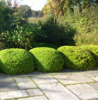 easy Topiary