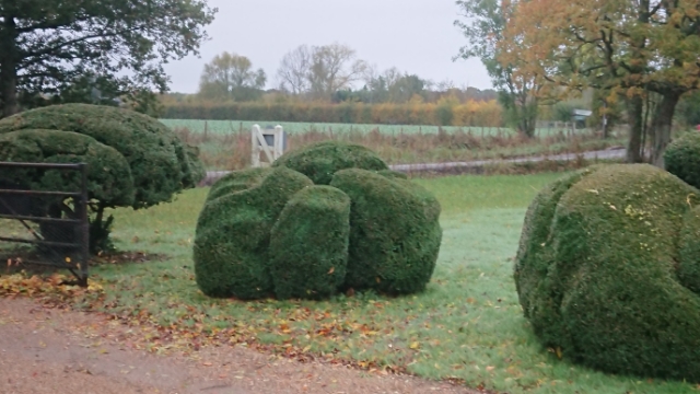 organic topiary blob autumn