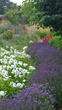 Sea of Lavender