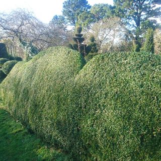 prune boxwood topiary