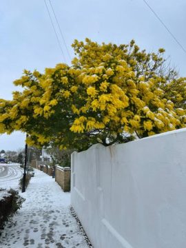 topiary Robinia