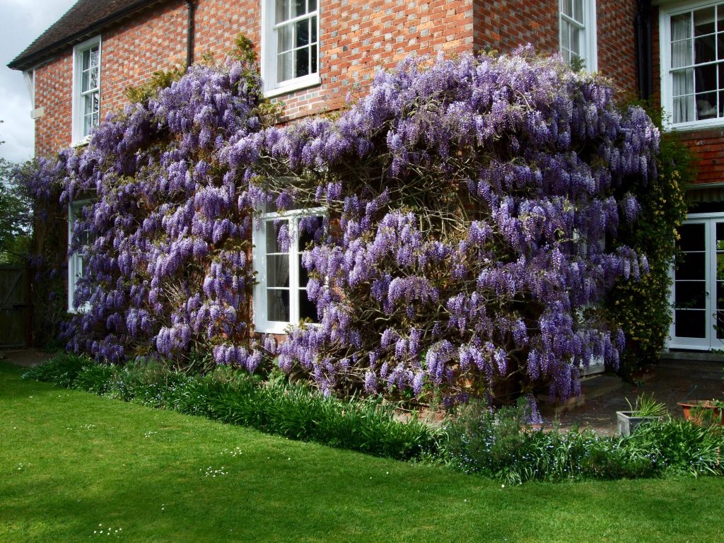 wisteria pruning