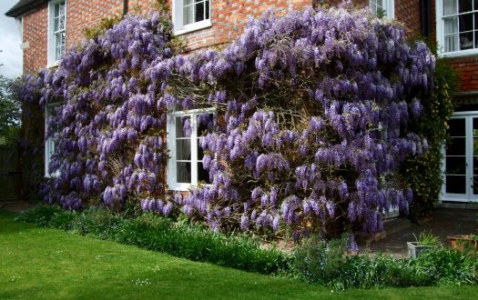 wisteria pruning